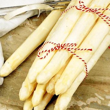 3 2060 Asparagus Early