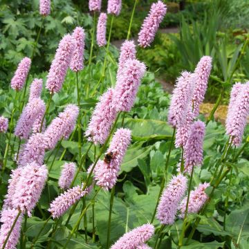 Persicaria bistorta Pink