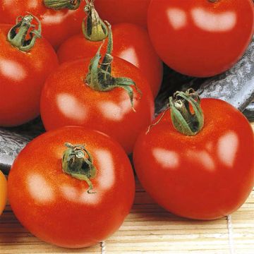 3 2845 Tomato 'Moneymaker'