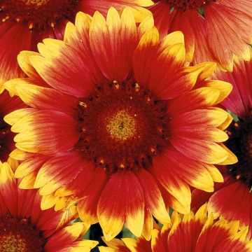 2 5355 Gaillardia 'Blanket Flower'