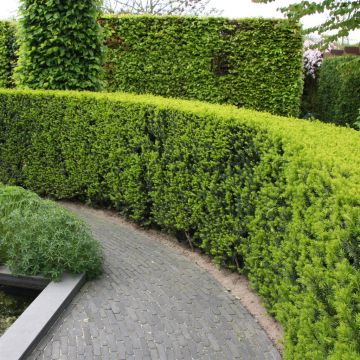 Taxus Media Hickssii