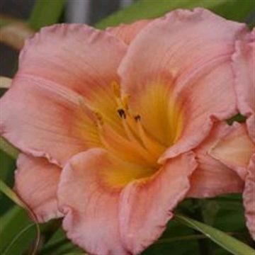 Hemerocallis Little Girl
