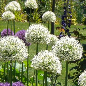 Allium Mount Everest