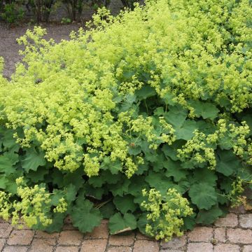Alchemilla mollis 2