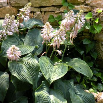 Hosta sieboldiana.jpeg