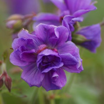 Geranium himalayense Plenum