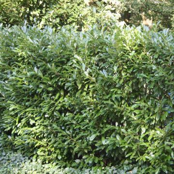 Prunus Otto Luycken a