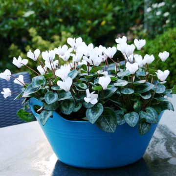 Cyclamen White