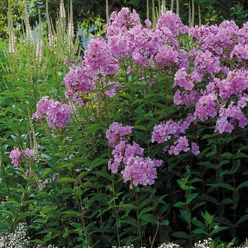 Phlox Paniculata Purple