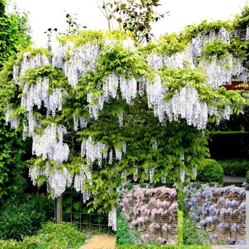 Wisterias