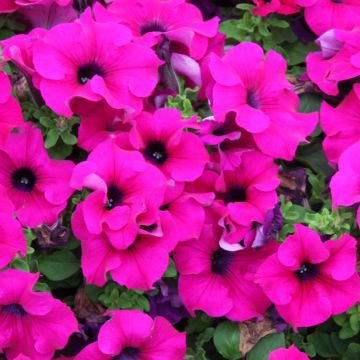 Petunia Pink