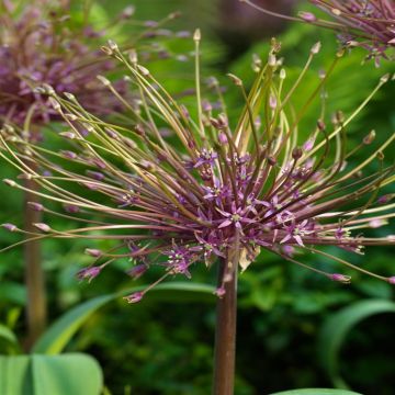 allium-schubertii-14