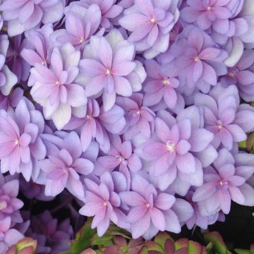 Hydrangea expression blauw 2