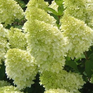 Hydrangea Limelight