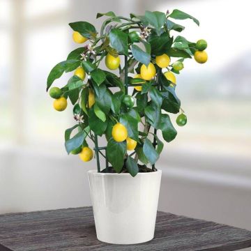 lemon tree small