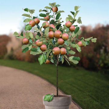 Malus d. Cox Orange Pippin pot boom v1