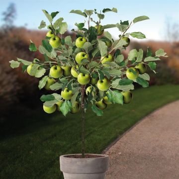 Malus d. Granny Smith pot boom v2