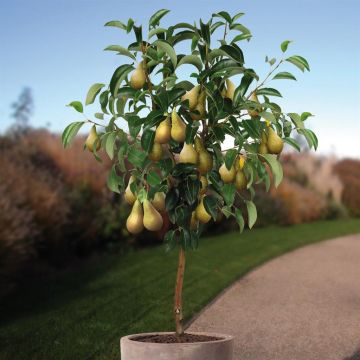 Pyrus c. Conference boom v3