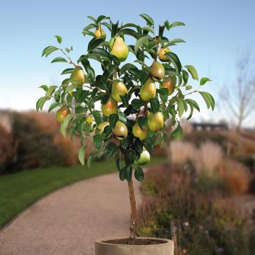 Pyrus c. Doyenne Comice boom-v1