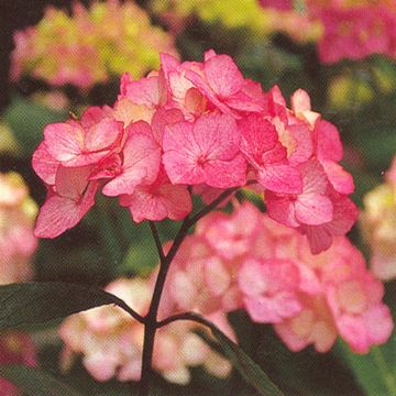 hydrangea preziosa1