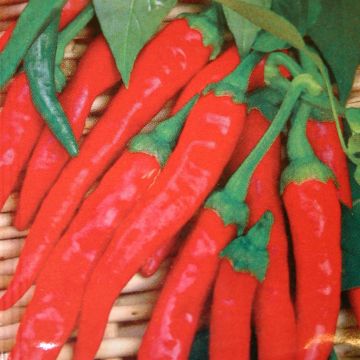 Spaanse peper Cayenna