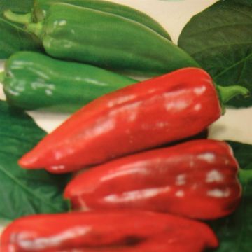 Paprika  Atris F1 hybr.