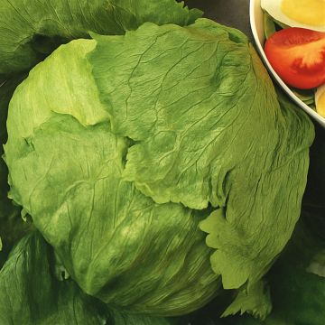IJssla Dublin - Iceberg Lettuce Dublin