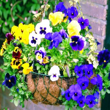 Basket Viola grootbloemig