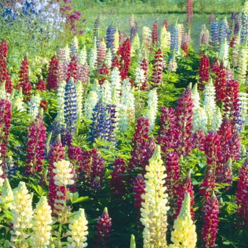 Lupines russels hybrids