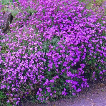 Aubretia pink