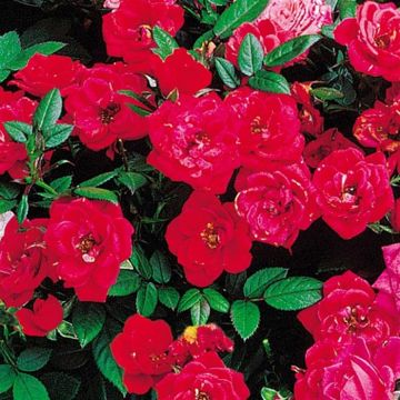 Ground Covering Roses  Red