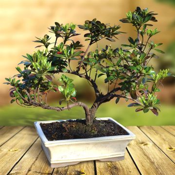 bonsai-rododendron