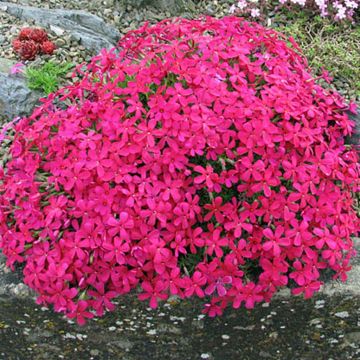 Phlox Sub Red