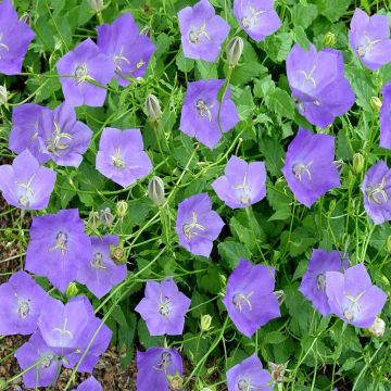 Campanula carpatica Blue