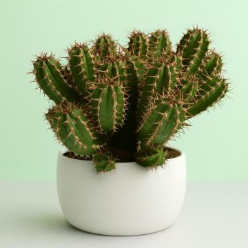 Cactus Euphorbia Canariensis