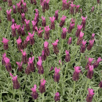Lavandula stoechas Blue white