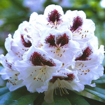 Rhododendron Sappho