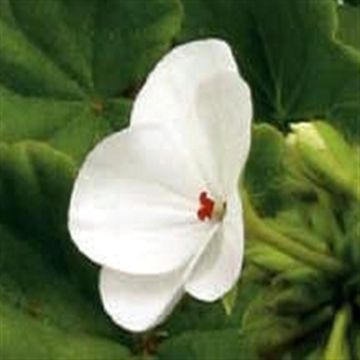 Geranium Apollo White