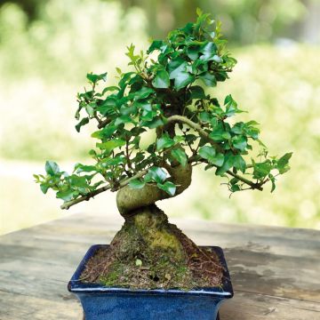 bonsai-ligustrum-15cm