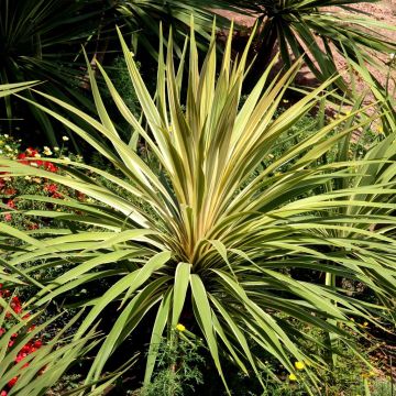 Yucca gloriosa variegata in border