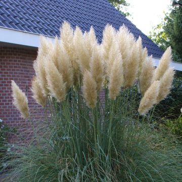 Cortaderia selloana Pumila