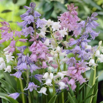 Hyacinthoides Hispanica mix