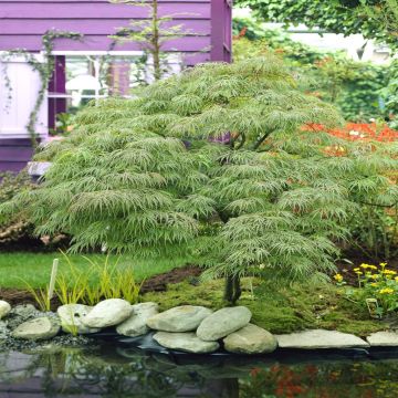 Acer palmatum Disectum