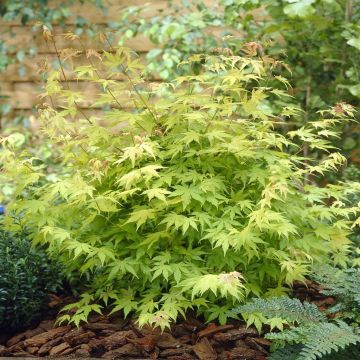 Acer palmatum Orange Dream