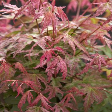 Acer palmatum Phoenix