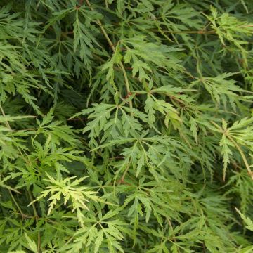 Acer palmatum Seiryu