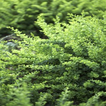 Berberis thunbergii Green Carpet