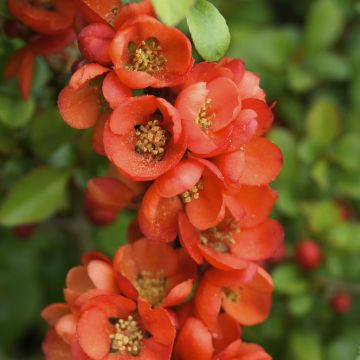 Chaenomeles Japonica  Sargentii