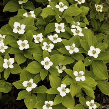 Cornus canadensis