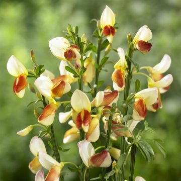 Cytisus Andreanus Splendens